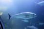 【悲報】水族館でマグロが亡くなった理由は自殺だった
