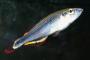 魚にキャッチコピーつけていこうぜｗｗｗｗｗｗｗｗｗｗｗｗ