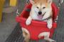 ブランコに乗る幸せそうな柴犬に海外悶絶ｗｗｗｗｗｗｗ