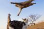 【画像】躍動感あふれる猫たち