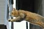 猫『金メダルとるﾆｬ』
