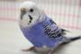 台所で水仕事をしていたらセキセイインコが喋っていたので適当に相槌をうってた→その内ヒト語を喋り始めたので、私「あらー！上手にお喋りできるのねー！」→結果…