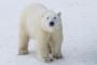 【ロシア】気象観測隊がシロクマに包囲され身動きが取れず　番犬が犠牲に
