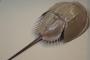 【画像】カブトガニ「やめて…やめてクレメンス…」