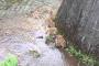 【悲報】イノシシさん、台風にやられるｗｗｗ（画像あり）
