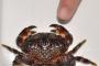 【危険!!】フグ毒を持つ”ウモレオウギガニ”本州で捕獲。見かけたらどうする？