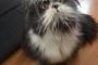 【衝撃】 Twitterに投稿されたペットの写真 犬か猫かを巡りネットで話題に