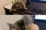 【画像】キーボードより猫をいじれ！