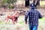 【動画あり】カンガルーに愛犬を襲われた男、カンガルーを右ストレートで撃退
