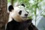 淫夢語録だけで動物園の経営ができることが判明