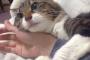 飼い主の腕を離さない日本の猫（海外の反応）