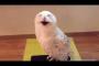 15秒耐えて！！笑わせてくるフクロウがなかなかやる…→海外「ハッピーなフクロウちゃん」