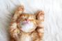 『猫を飼いたい』という表現がうまく出てこない子供の表現の仕方が！！