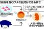 【速報】人と豚を組み合わせた胎児が誕生