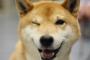 海外「やっぱ柴犬はたまらん…」 特別な必殺技を持つ柴犬が世界的な人気者に