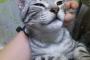 うちの猫さんが  餌を変えたら凄く性格丸くなって抱っこ大好きになって動揺している…