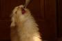猫『あーん』