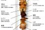 焼き鳥屋店員のワイがオススメの部位を教える