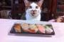 猫「サッサと ふた開けろや」
