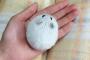 【可愛い】丸くなってしまった動物を集めてみた　前編