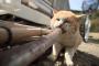 尺八？　ちがう 猫八