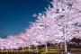 桜とネッコ撮ってきたから見てってや！(※画像あり)