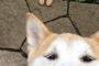 猫『あいつばっかりﾁﾔﾎﾔされやがって…ｷﾞﾘｨ』