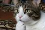 【動画】このミミック猫が可愛いｗｗｗｗｗｗｗｗ