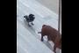 「とんだクソ野郎・・・」 リードで繋がれた犬のスキを狙い、執拗に尻尾を狙い続ける鳥