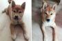 【可愛い】犬の成長がよく分かる比較写真　後編