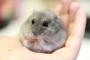 ワイんちのハムスター、すみっコぐらしのポンチョを寝袋と勘違いするｗｗｗｗｗ(※画像あり)