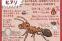 猛毒の特定外来生物巨人小笠原、発見される