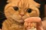 爪切りに全く動じない日本の猫（海外の反応）
