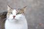 猫さん、人間に殺気ムンムンの表情を見せるｗｗｗｗｗ(※画像あり)