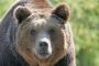 史上最大のヒグマの体重ｗｗｗｗｗｗｗｗｗ