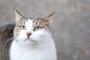 猫の死体を道路に捨てている人を目撃。有料のペット葬儀社に依頼して、不法投棄という名目で警察に通報した