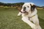 長っ！カメレオンのような長～い舌を持つ犬がギネス世界記録に！！→海外「うわーーー、気持ち悪い！」