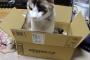 【再掲】アマゾンでは猫も売り出したのかｗ
