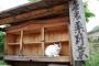 ベルトコンベアで流れてくる猫を仕分けるバイト　ニャンニャン