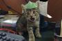 折り紙で作った日本の兜を被る子猫（海外の反応）