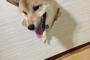 【画像】ふすまブチ破りーヌ、現れるｗｗｗｗｗｗｗｗ