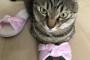 ねこ様がこのスリッパは渡さないと言っておられるようです。