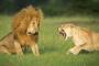 【画像】百獣の王ライオンさん、メスには弱かった・・・ｗ