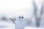 【悲報】雪、降ってない