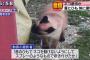 【驚愕】沖縄で「赤」に染められた猫が見つかる・・・動物虐待か？ 	