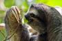 ナマケモノの1日の食事量ｗｗｗ
