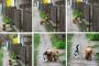 この猫と犬、仲良しである。