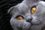 【再掲】猫だけに見えるもの…それはねずみともぐら。ちゃんと獲ったら農家のおじーちゃんとこ持って行って・・・