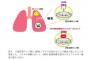 気管支ぜんそく発症の原因を明らかに！アレルギー疾患の新治療法開発へ！！