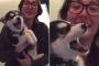【動画】喋るハスキーの子犬が話題に